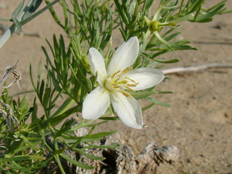 African Rue Toxic And Fast-Spreading In Open Areas