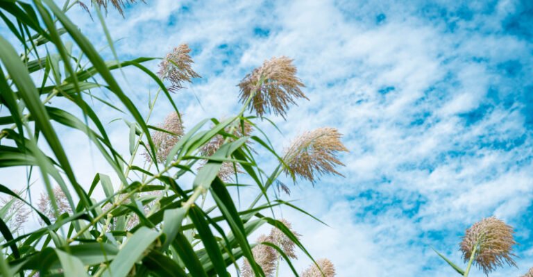 plant (featured image)