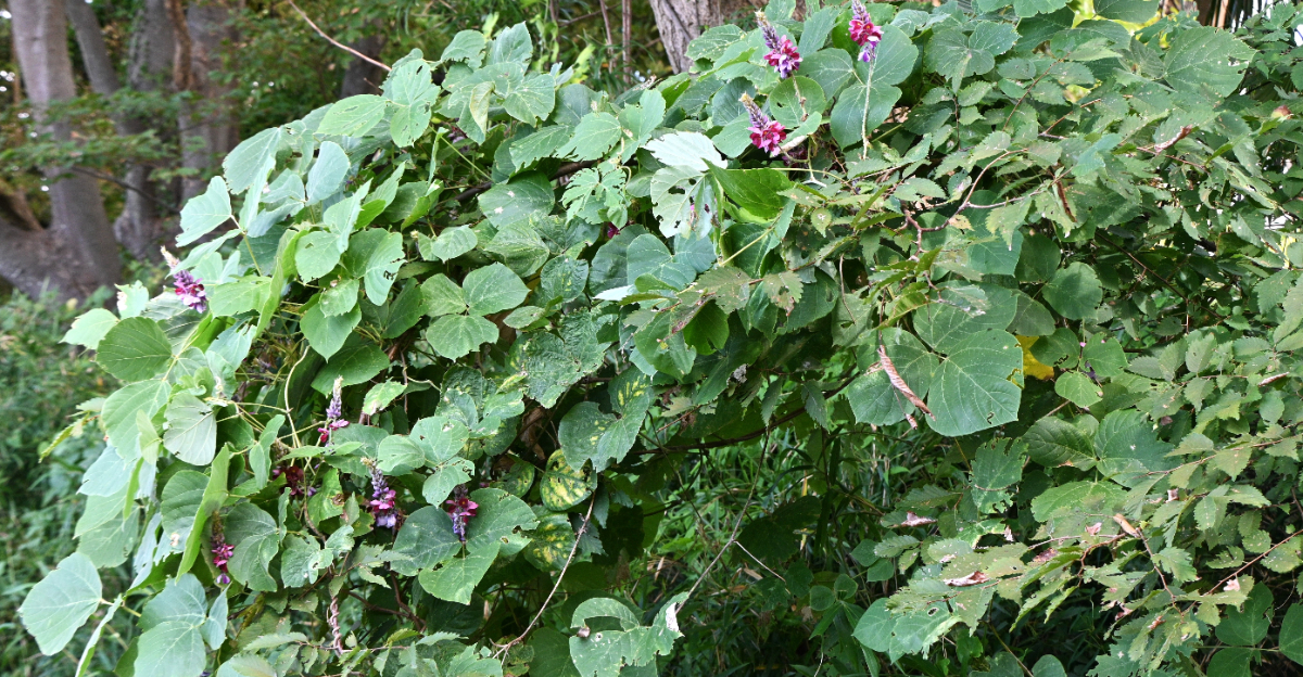 plant (featured image)