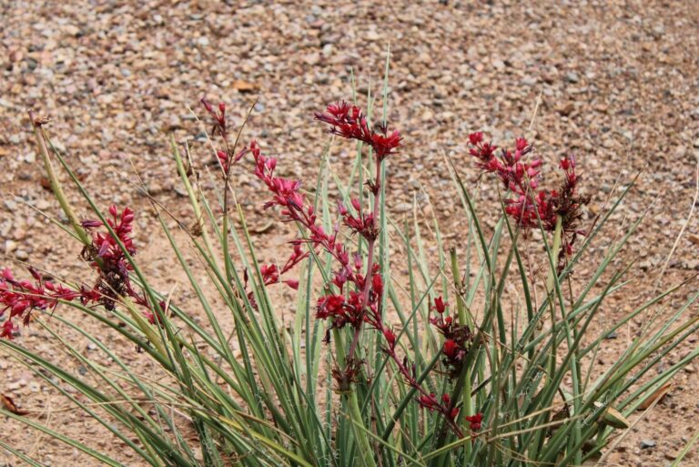 red yucca