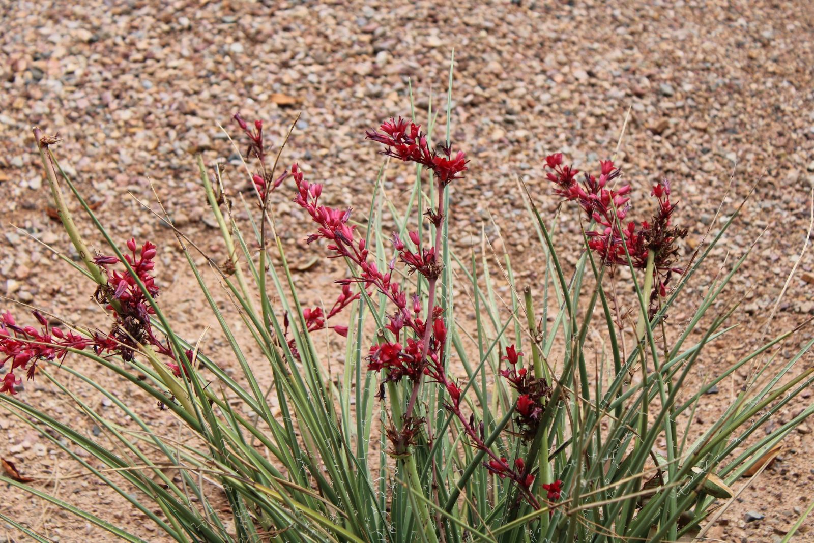 red yucca