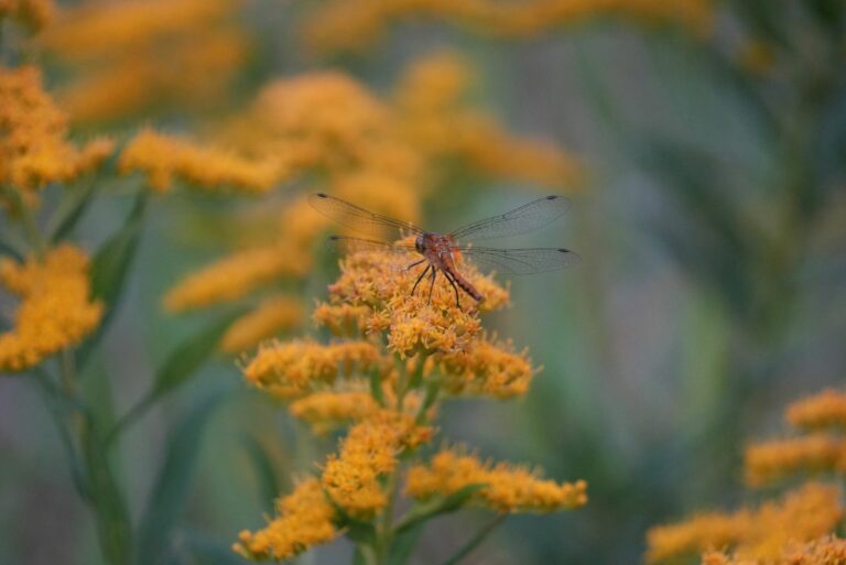 dragonfly on goldenrod
