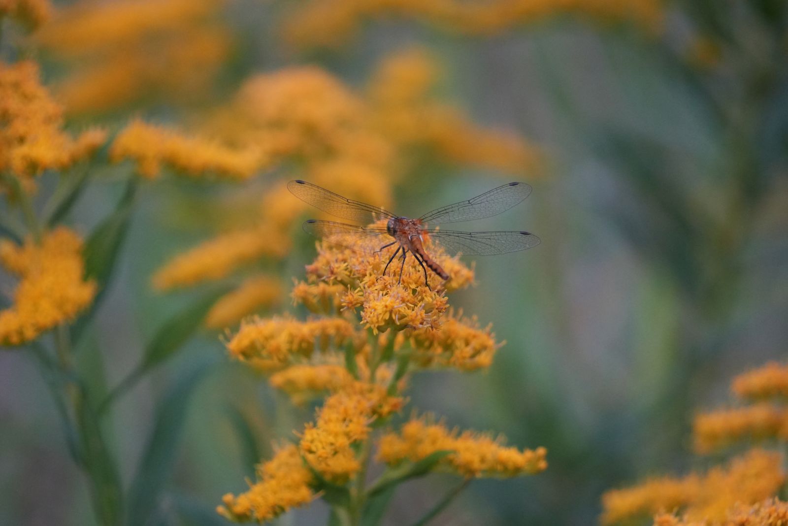 dragonfly on goldenrod