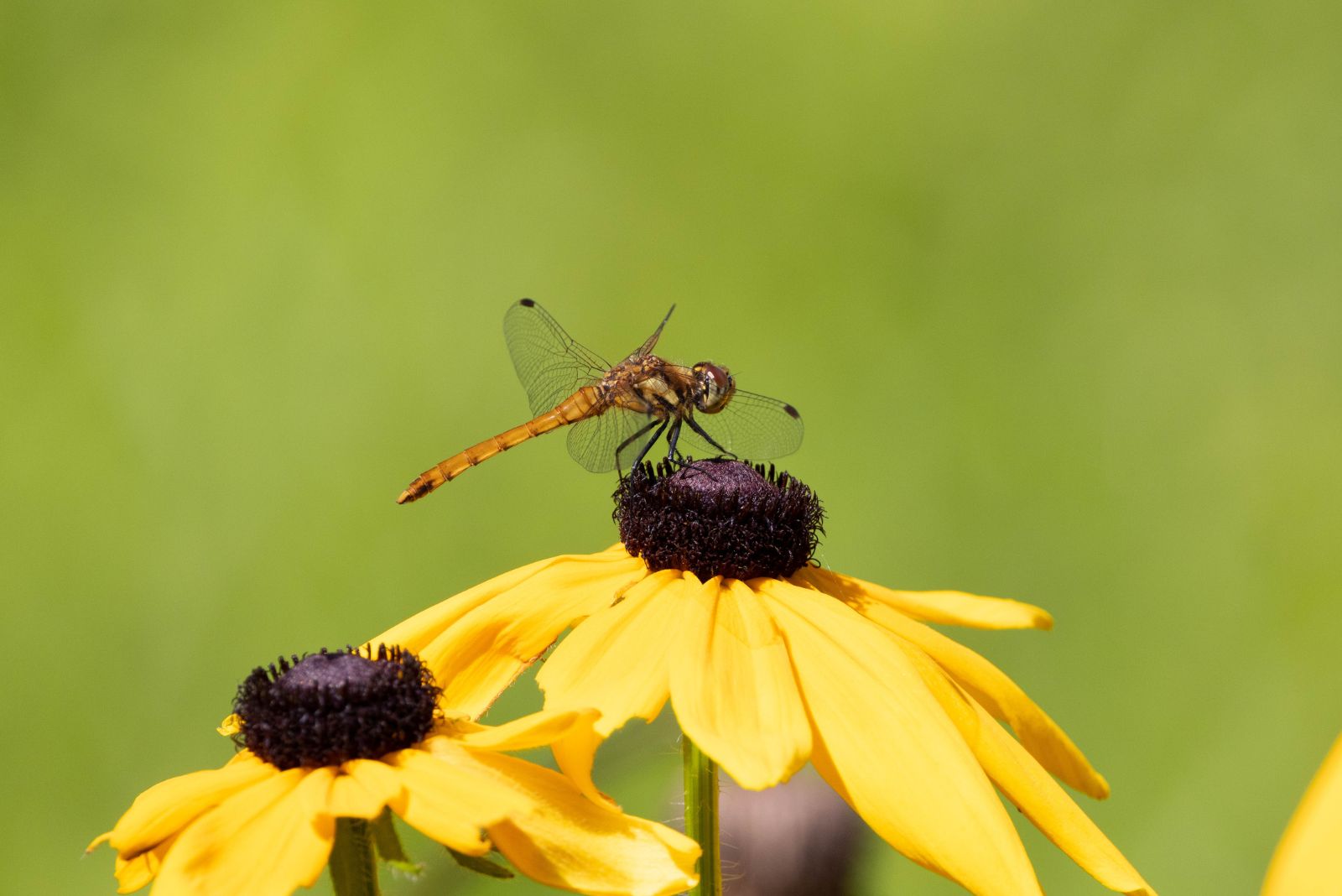 dragonfly on black eyed susan