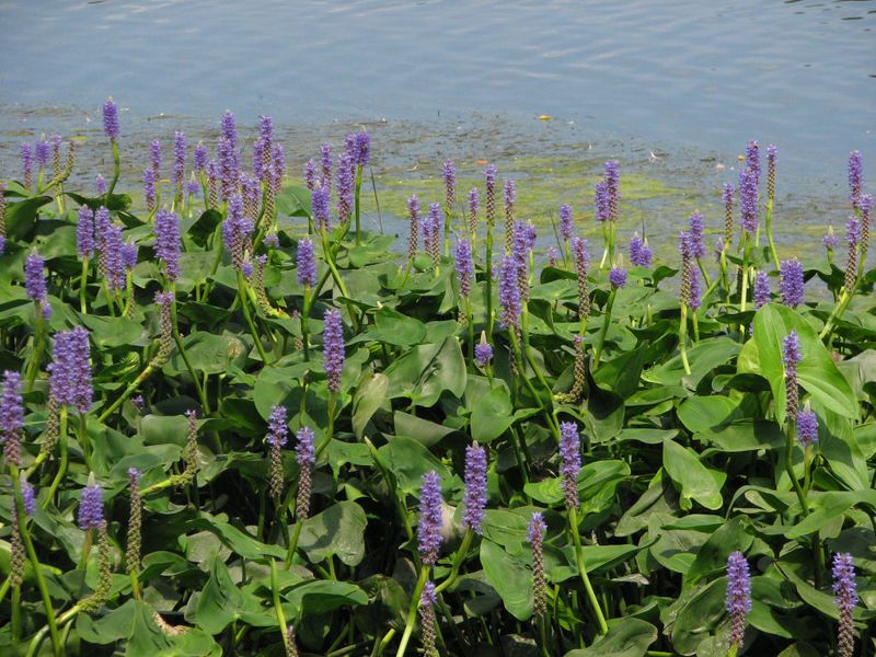 Pickerelweed
