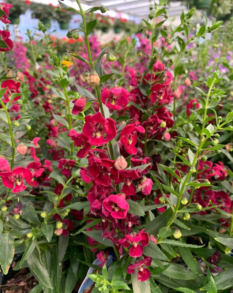 Angelonia Keeps Flowering Even In High Temperatures