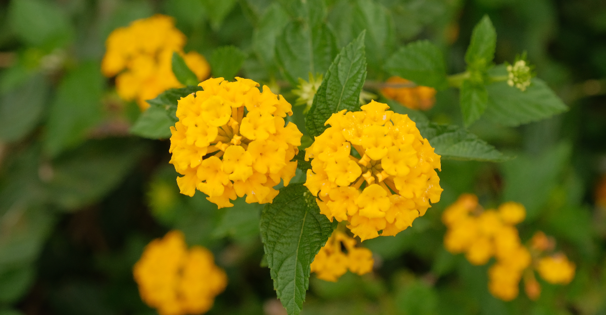 plant (featured image)