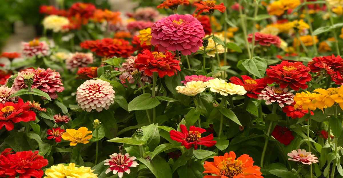 zinnias