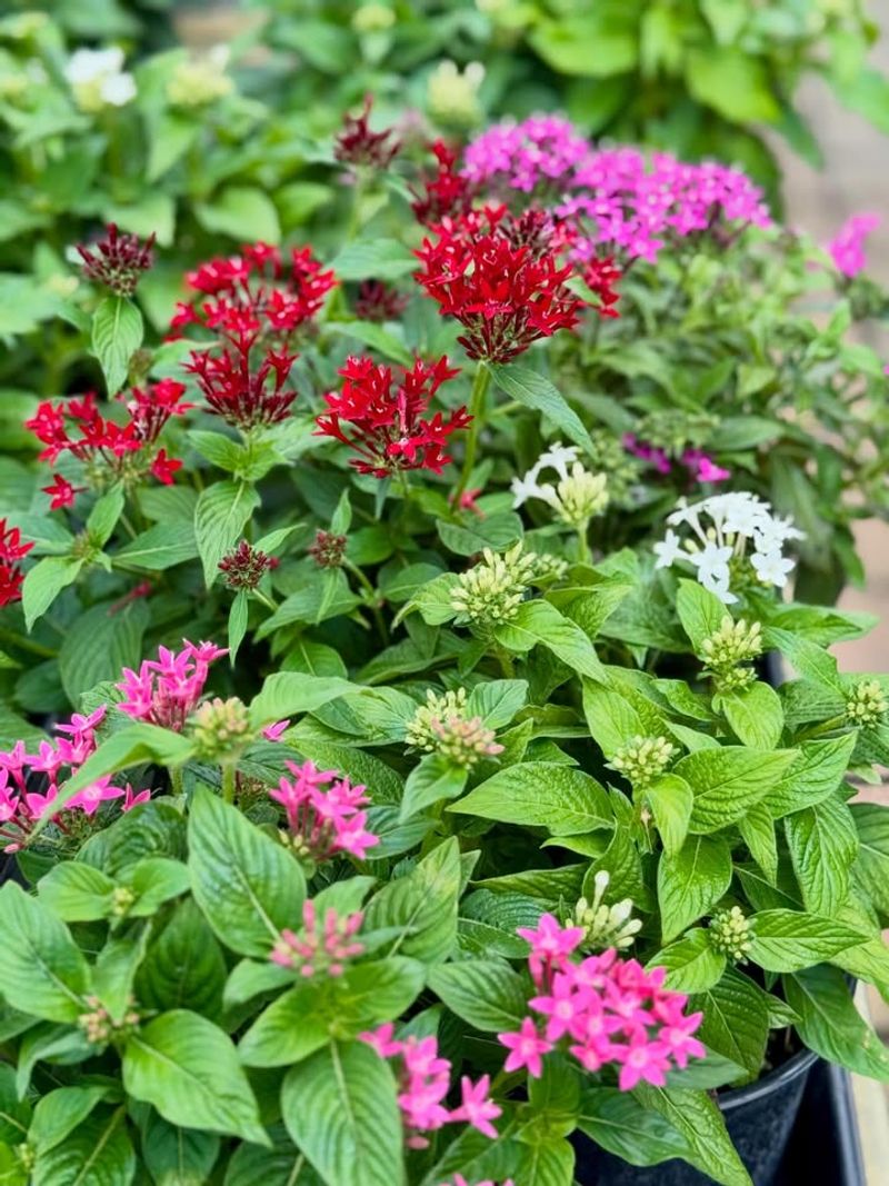 Pentas Keep Blooming Through Heat And Humidity