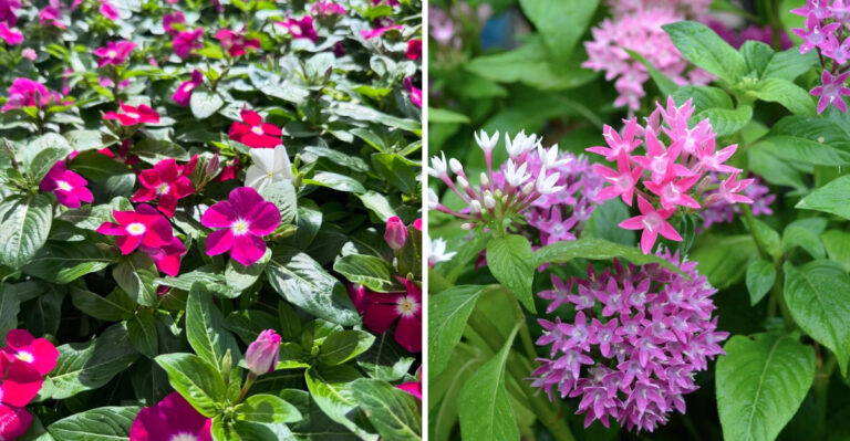 vincas and pentas
