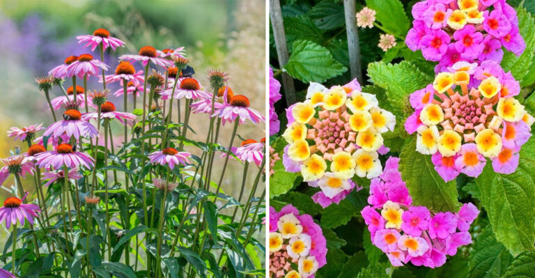 coneflower and lantana