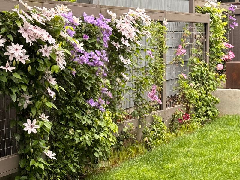 Clematis