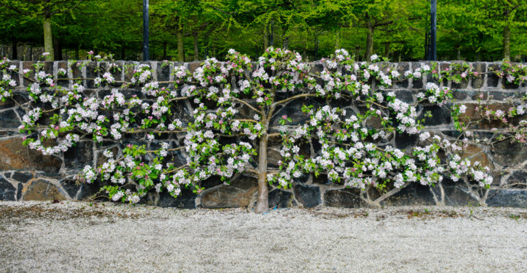 These Plants Help Oregon Gardeners Hide Ugly Fences Fast