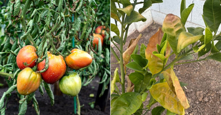 These Plants Start Showing Heat Stress Early In Arizona Spring And What It Means