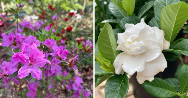 non native azalea and gardenia