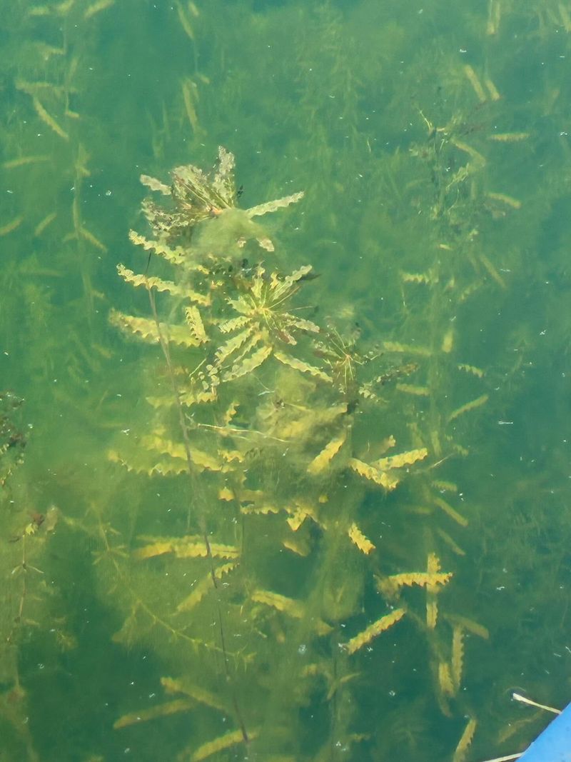 Hydrilla (Hydrilla verticillata)