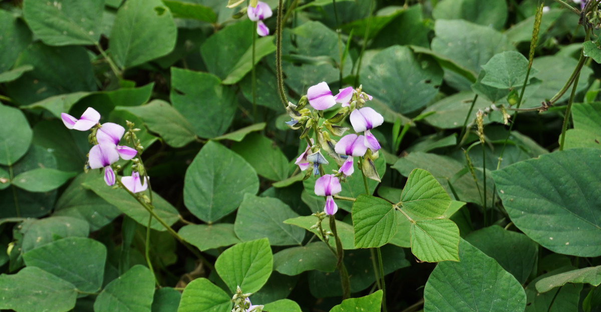 michigan watch list plant