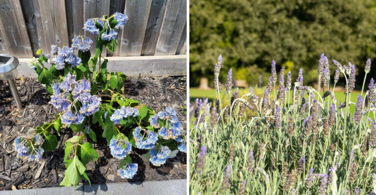 blue hydrangea and lavender