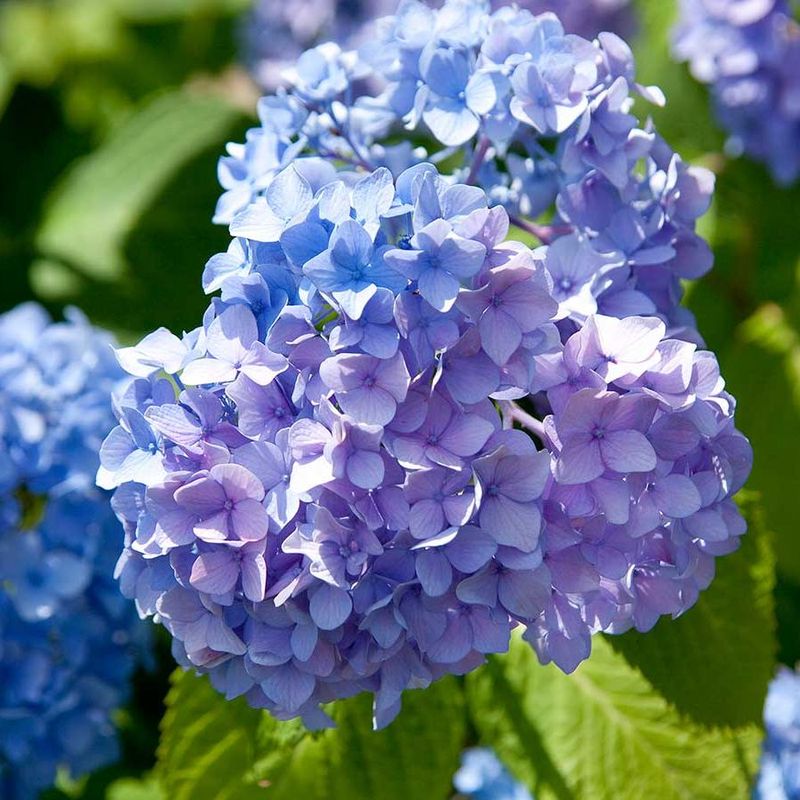 Hydrangeas (Bigleaf Types)