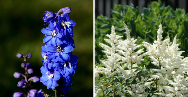 Delphinium and Astilbe