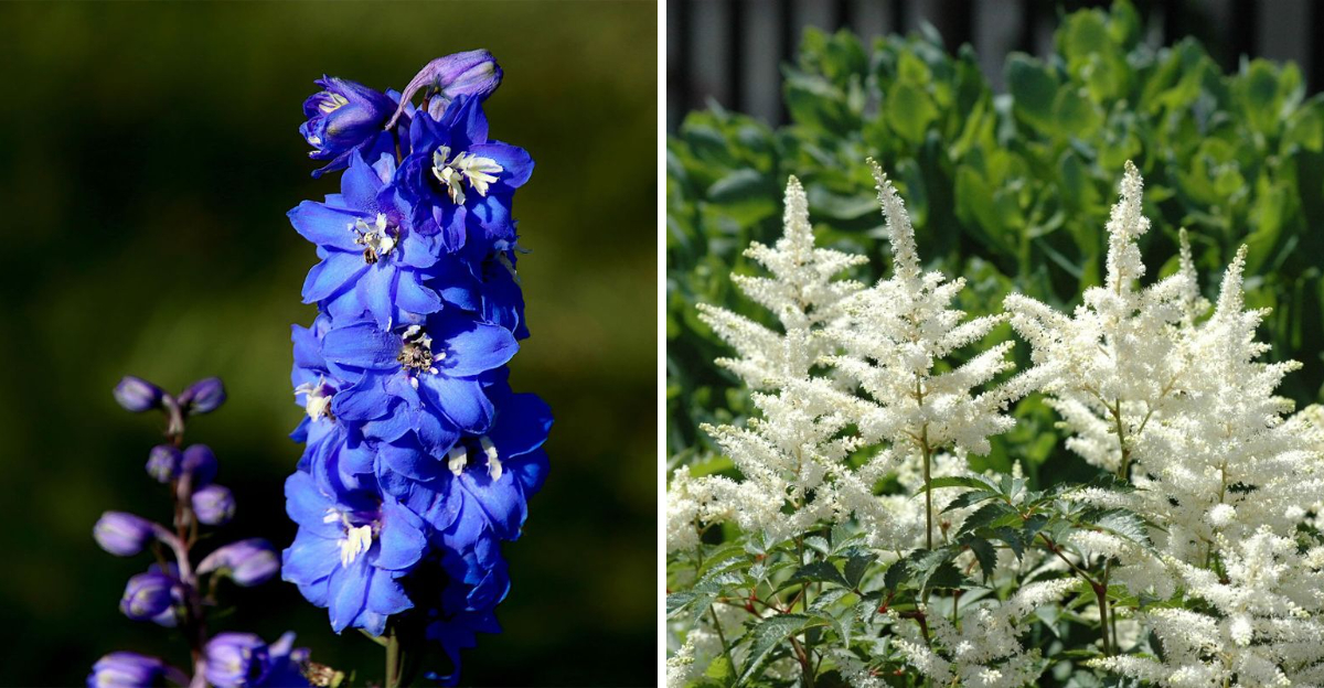 Delphinium and Astilbe