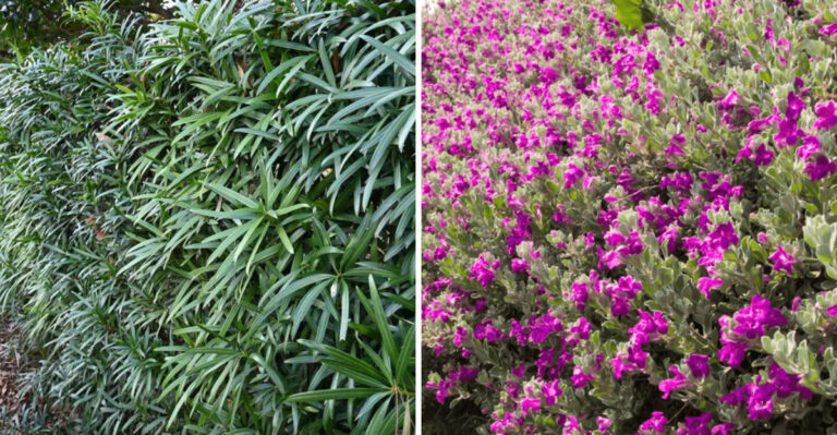 Podocarpus and Texas Sage