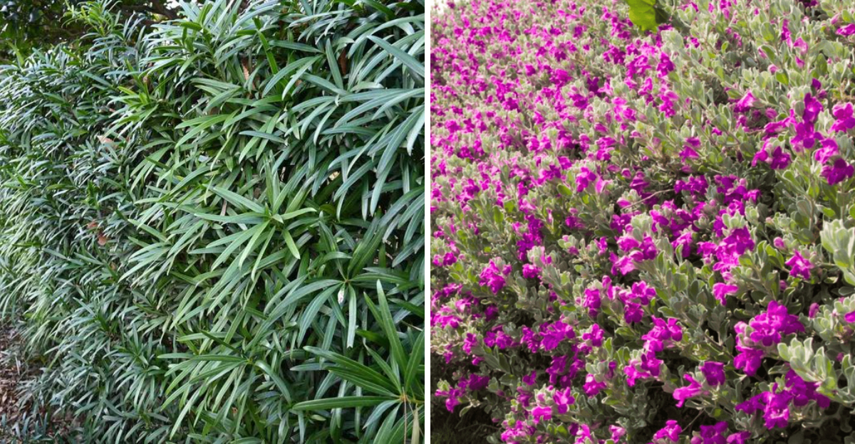 Podocarpus and Texas Sage