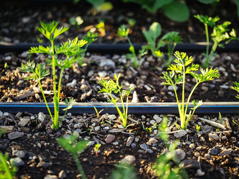 Carrots Struggle When Roots Are Disturbed Early