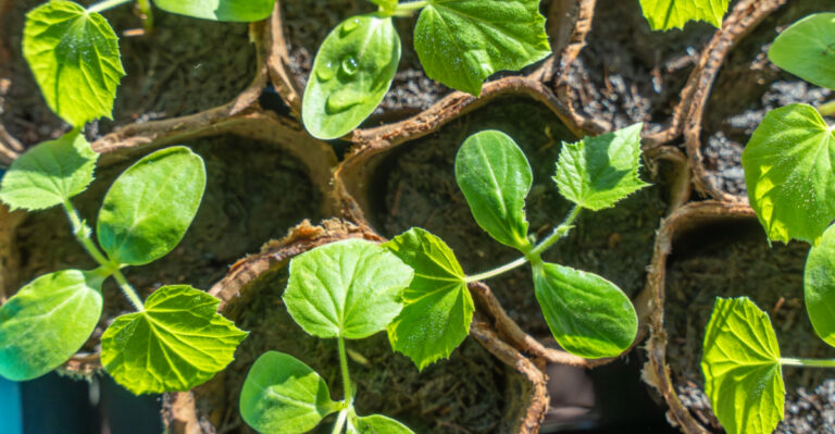 These Seedlings Hate Potting Up Late In Oregon