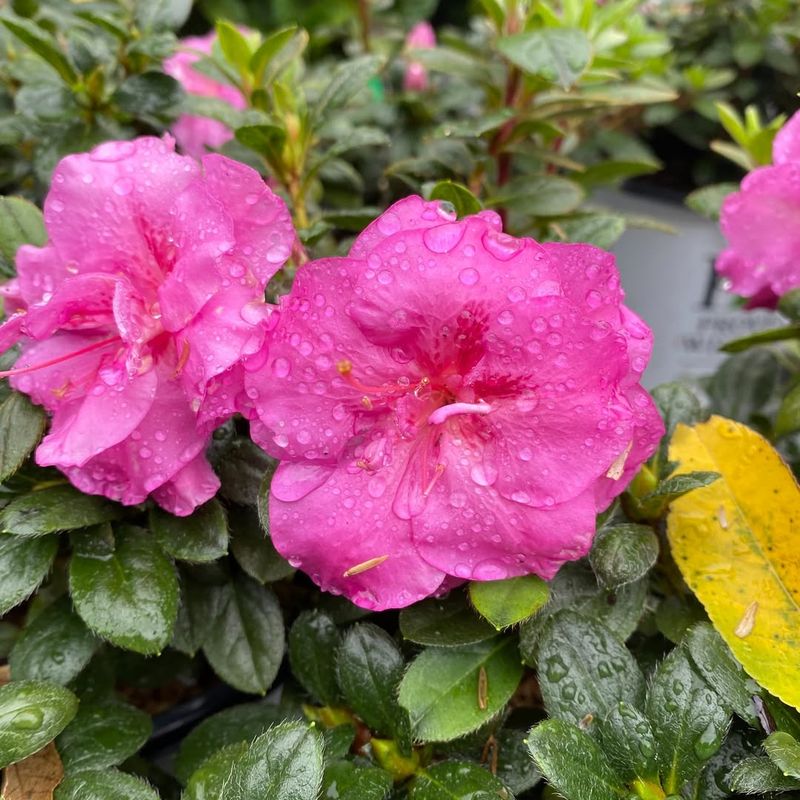 Azaleas Drying Out Quickly In Heat