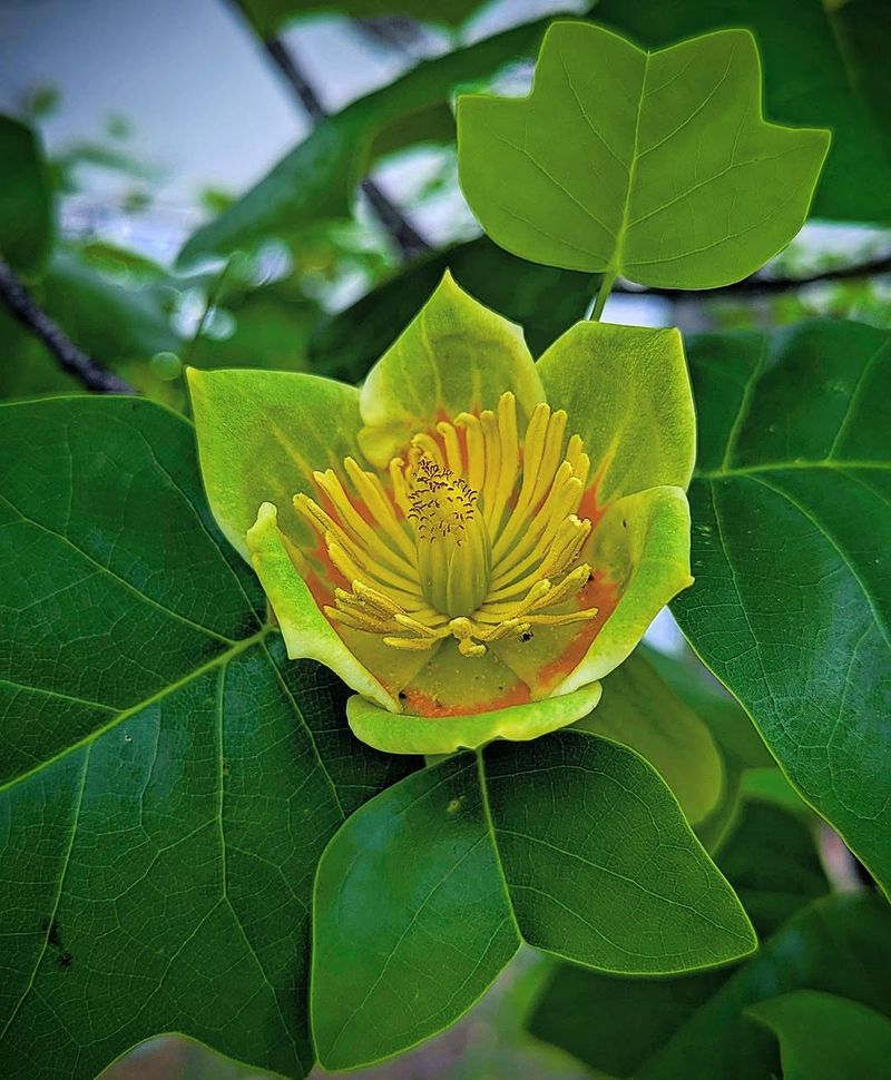 Tulip Poplar Showing Stress In Dry Soil