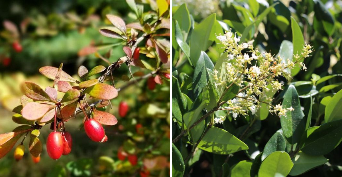 japanese barberry and japanese privet