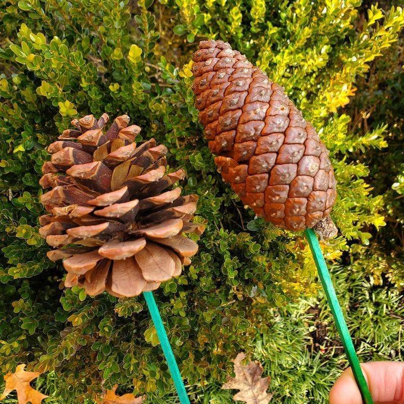 Hang Pinecones As Weather Clues