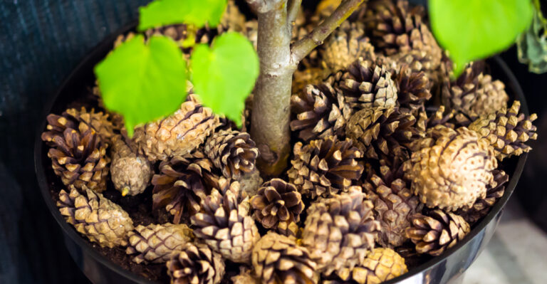 These Simple Pinecone Tricks Can Help Oregon Gardens In A Surprising Way
