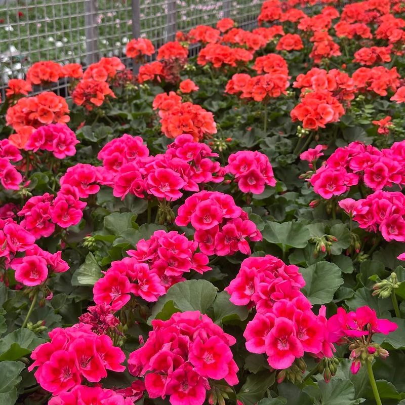 Start With Full Sun To Keep Blooms Coming Strong