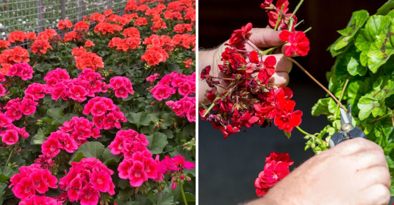 These Simple Steps Keep Geraniums Flowering From Spring To Fall In Georgia