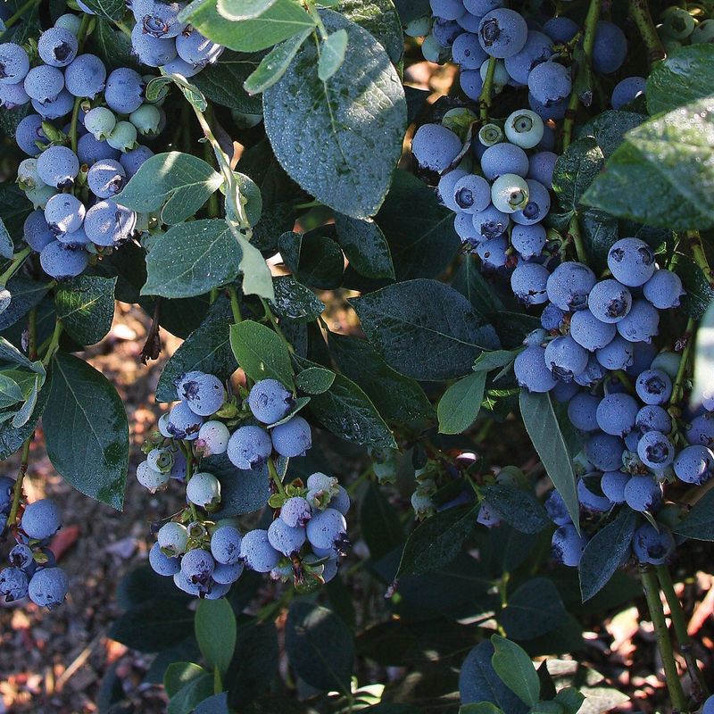 Choose Low-Chill Blueberry Varieties That Set Fruit Reliably