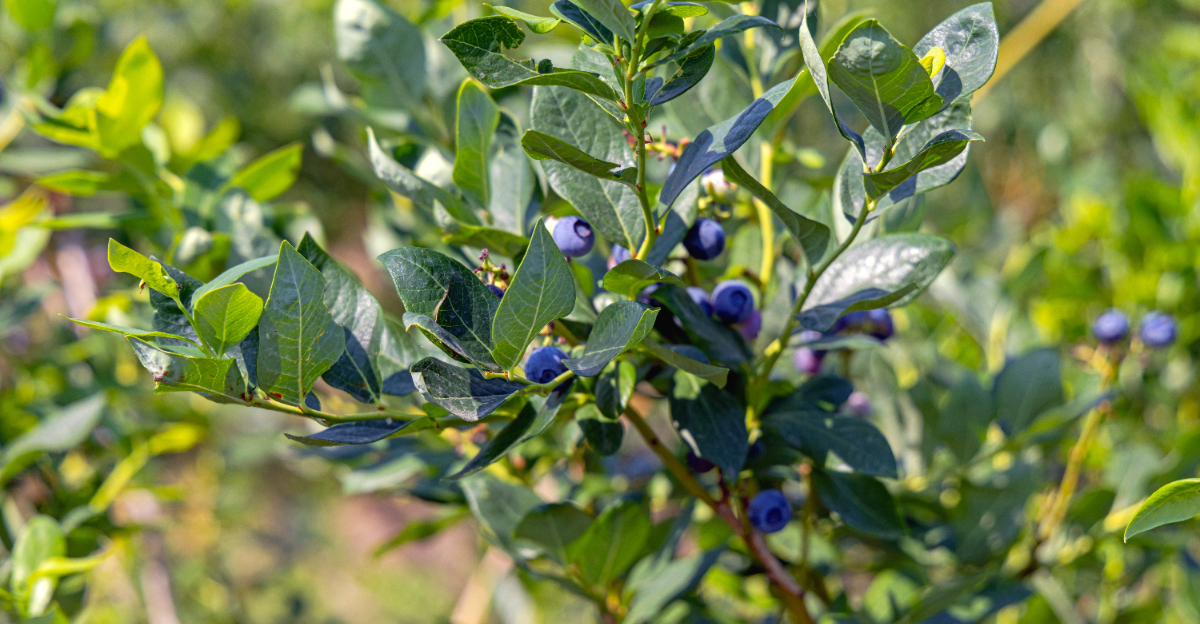 Blueberry (featured image)