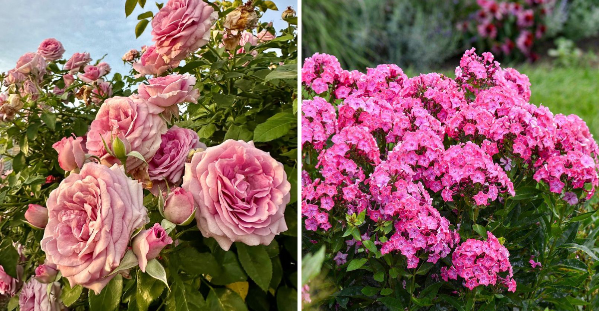 Roses and Garden Phlox