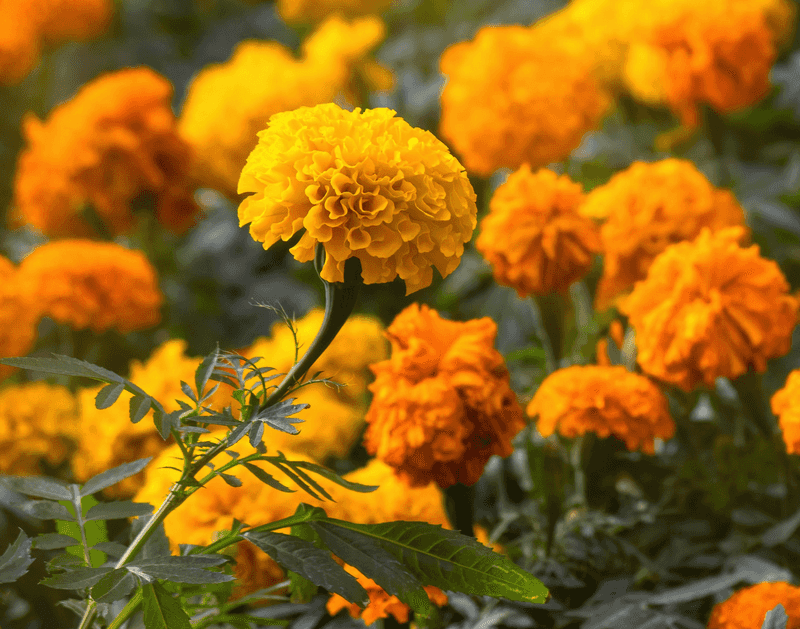 Marigolds 
