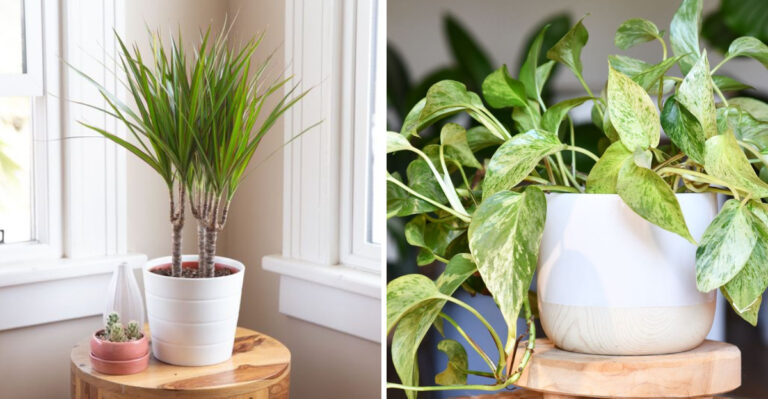 dracaena and pothos