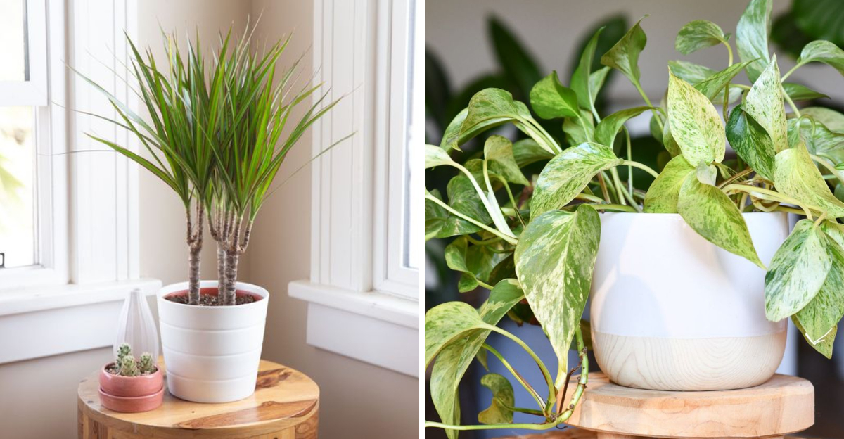 dracaena and pothos