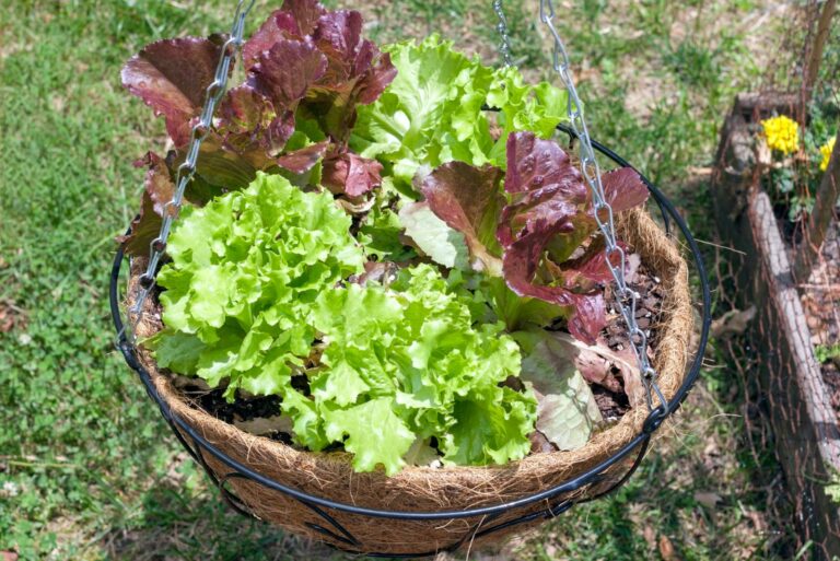 veggies in hanging basket