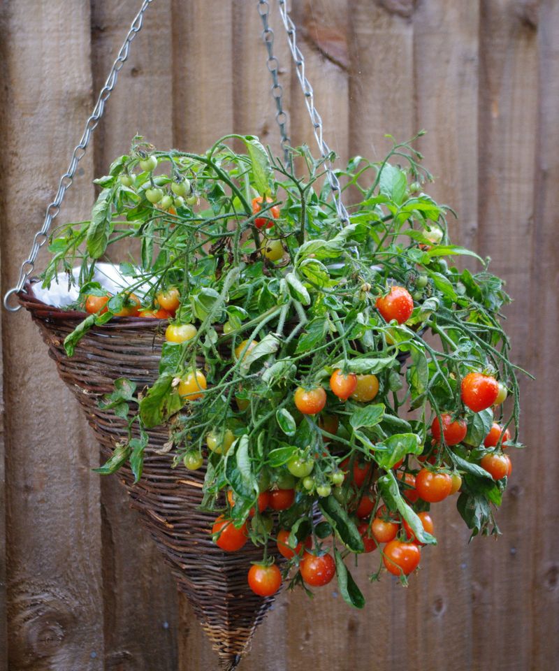 Cherry Tomatoes (Trailing Or Patio Varieties)