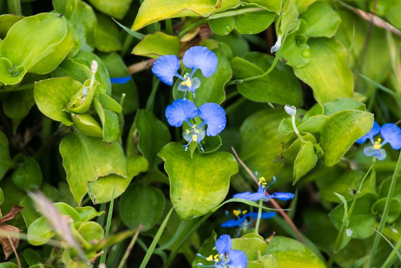 Tropical Spiderwort