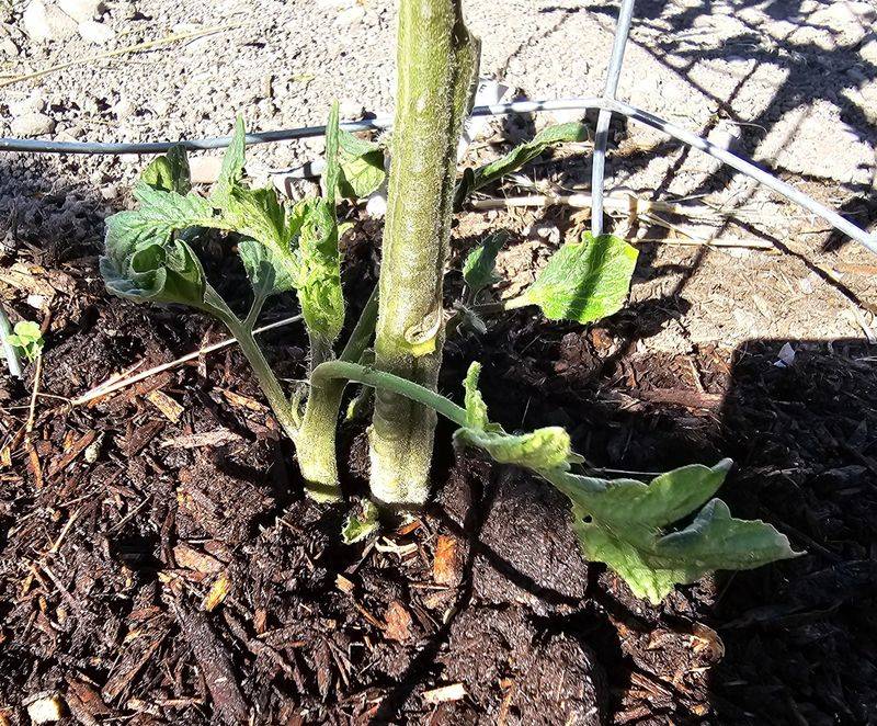 Remove Lower Leaves First