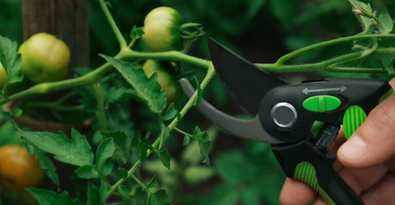 These Tomato Pruning Tips Help California Gardens Produce More