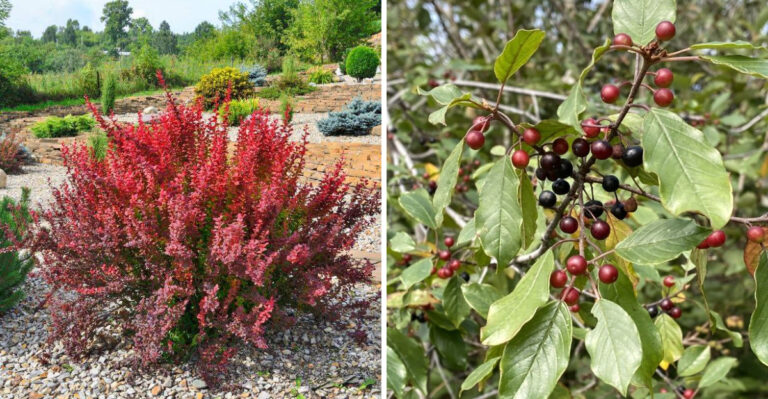 These Trees And Shrubs Are Illegal To Have In Michigan Gardens