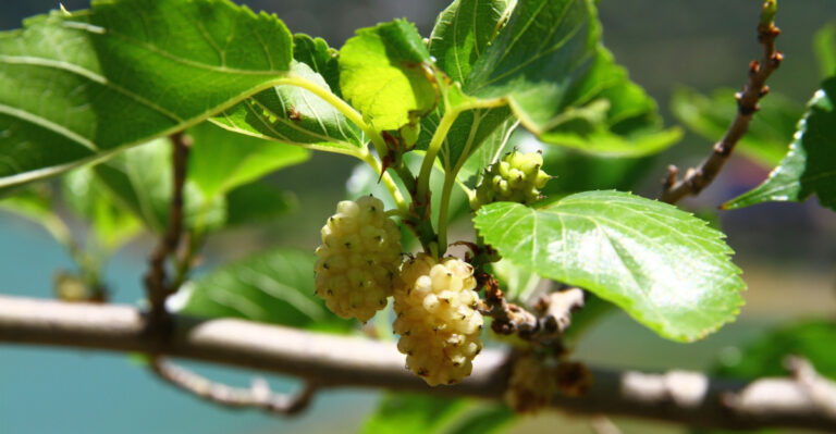 These Trees Are Illegal To Have In Pennsylvania