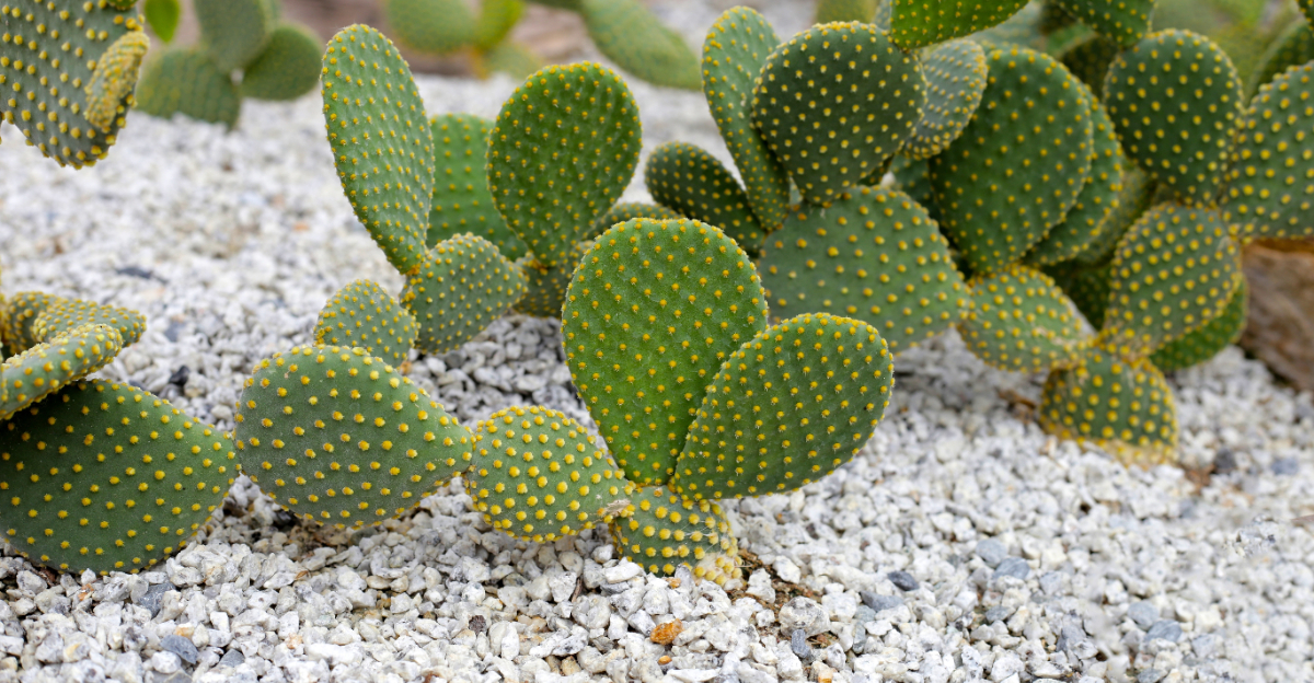 cactus (featured image)